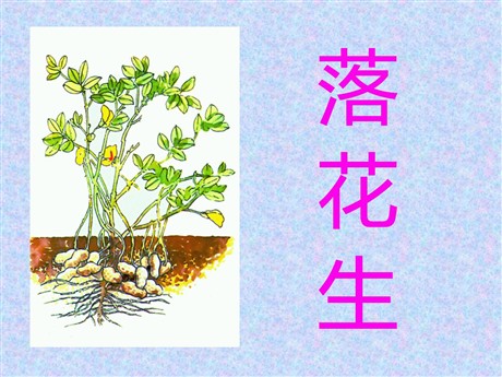 《落花生》PPT课件下载6
