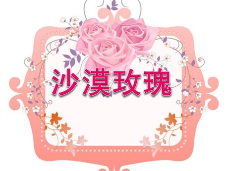 《沙漠玫瑰》PPT课件4
