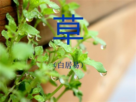 《草》PPT课件2
