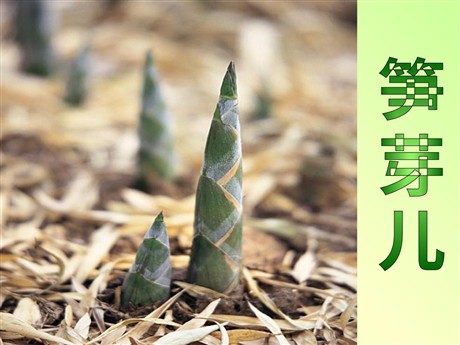 《笋芽儿》PPT课件5