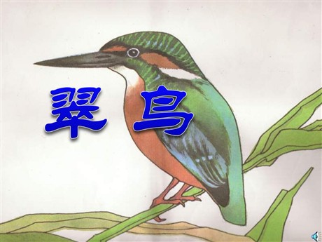 《翠鸟》PPT课件下载2