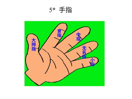 《手指》PPT课件3