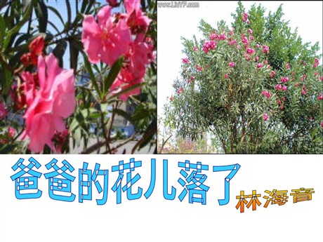 《爸爸的花儿落了》PPT课件3