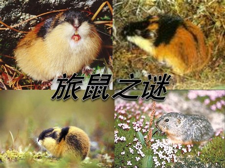 《旅鼠之谜》PPT课件
