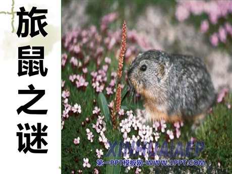 《旅鼠之谜》PPT课件2