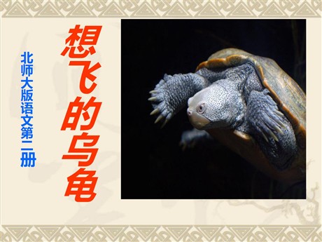 《想飞的乌龟》PPT课件3