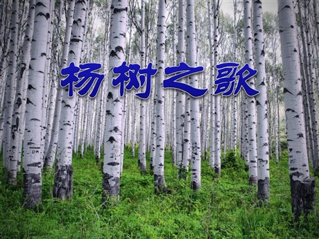 《杨树之歌》PPT课件