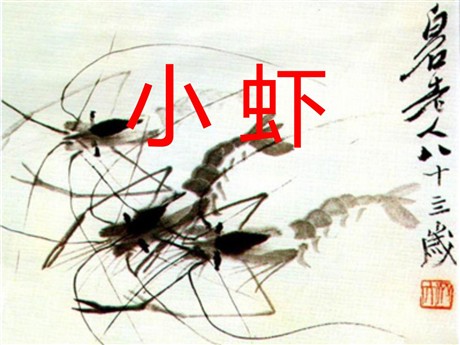 《小虾》PPT课件