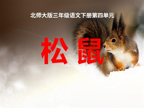 《松鼠》PPT课件2