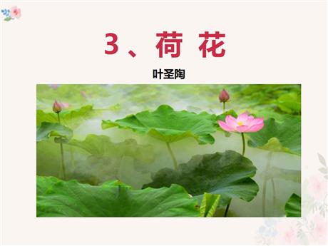 《荷花》PPT教学课件下载