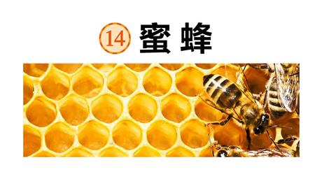 《蜜蜂》PPT优质课件下载