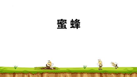 《蜜蜂》PPT优秀课件下载