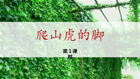 《爬山虎的脚》PPT精品课件(第1课时)