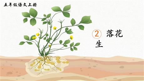 《落花生》PPT优秀教学课件