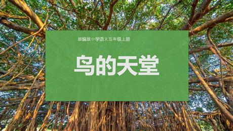 《鸟的天堂》PPT免费教学课件