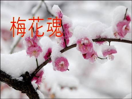 《梅花魂》PPT优秀教学课件