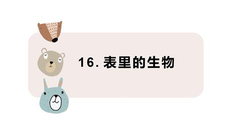 《表里的生物》PPT精品课件下载