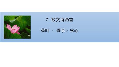 《荷叶·母亲》PPT优质课件下载