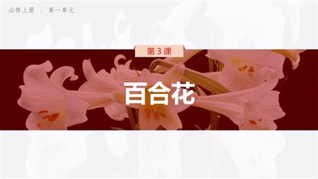 《百合花》PPT免费下载