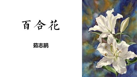 《百合花》PPT教学课件下载