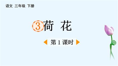 《荷花》PPT课件下载(第1课时)