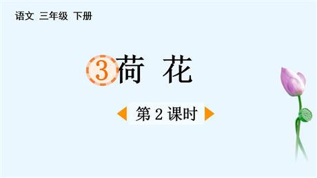 《荷花》PPT课件下载(第2课时)
