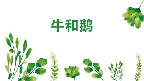 《牛和鹅》PPT免费优质课件