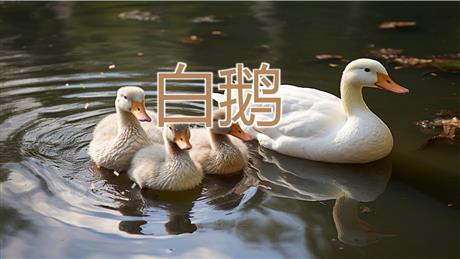 《白鹅》PPT优秀课件