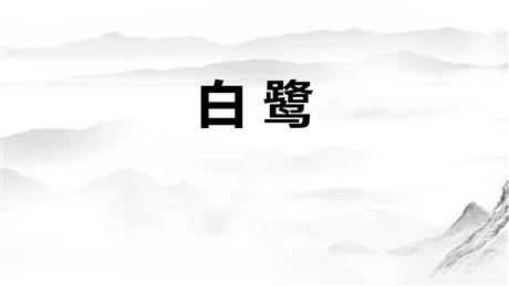 《白鹭》PPT优秀教学课件