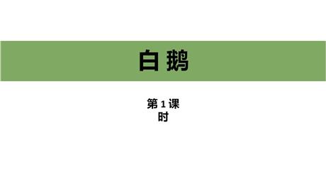 《白鹅》PPT教学课件(第1课时)