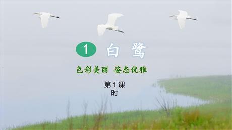 《白鹭》PPT教学课件(第1课时)