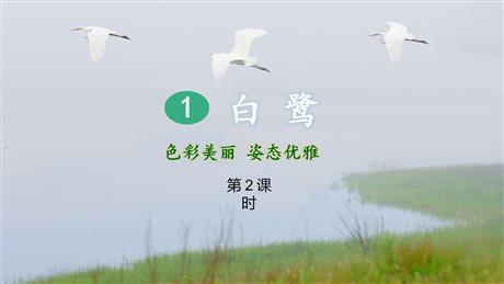 《白鹭》PPT教学课件(第2课时)