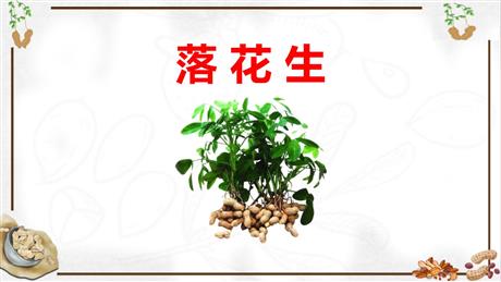 《落花生》PPT免费课件下载