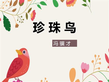 《珍珠鸟》PPT精品教学课件