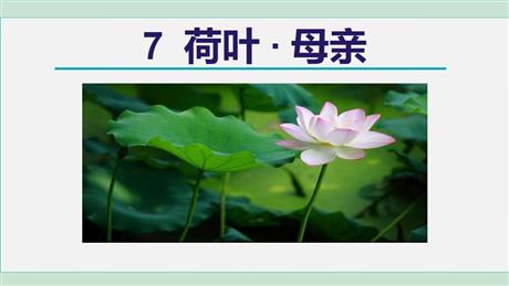 《荷叶·母亲》PPT优质课件