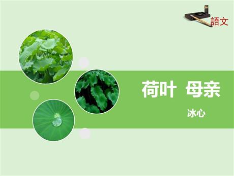 《荷叶·母亲》PPT课文课件