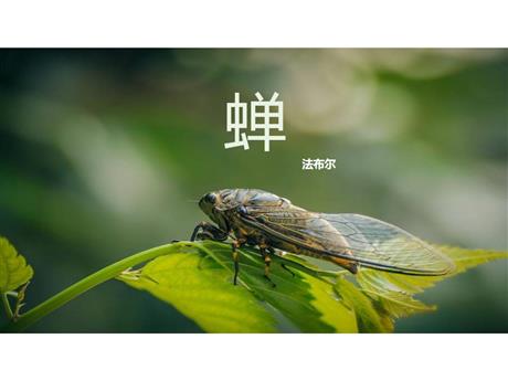 《蝉》PPT课文课件下载