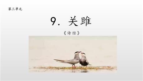 《关雎》PPT课文课件