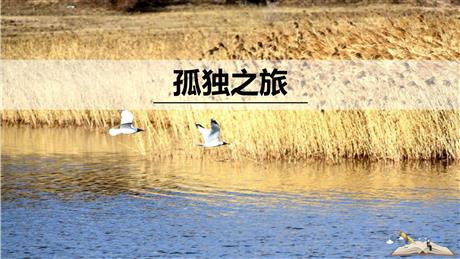 《孤独之旅》PPT优质课件下载