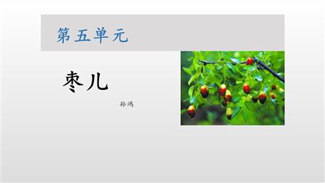 《枣儿》PPT课文课件下载
