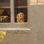 点击查看图片 神探狗笨吉 Benji