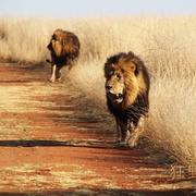 狂野非洲 African Safari