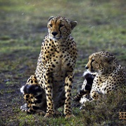狂野非洲 African Safari