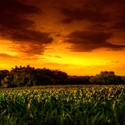 点击查看图片 玉米田的小孩2 Children of the Corn II: The Final Sacrifice