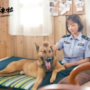 点击查看图片 警犬来啦