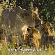 动物本色 第一季 Animal Season 1