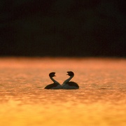 求偶游戏 The Mating Game