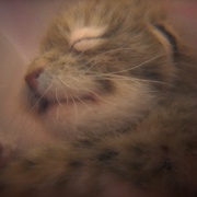 点击查看图片 动物成长 Growing Up Animal
