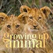 点击查看图片 动物成长 Growing Up Animal