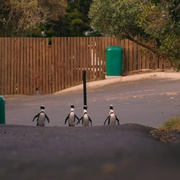 企鹅小镇 Penguin Town